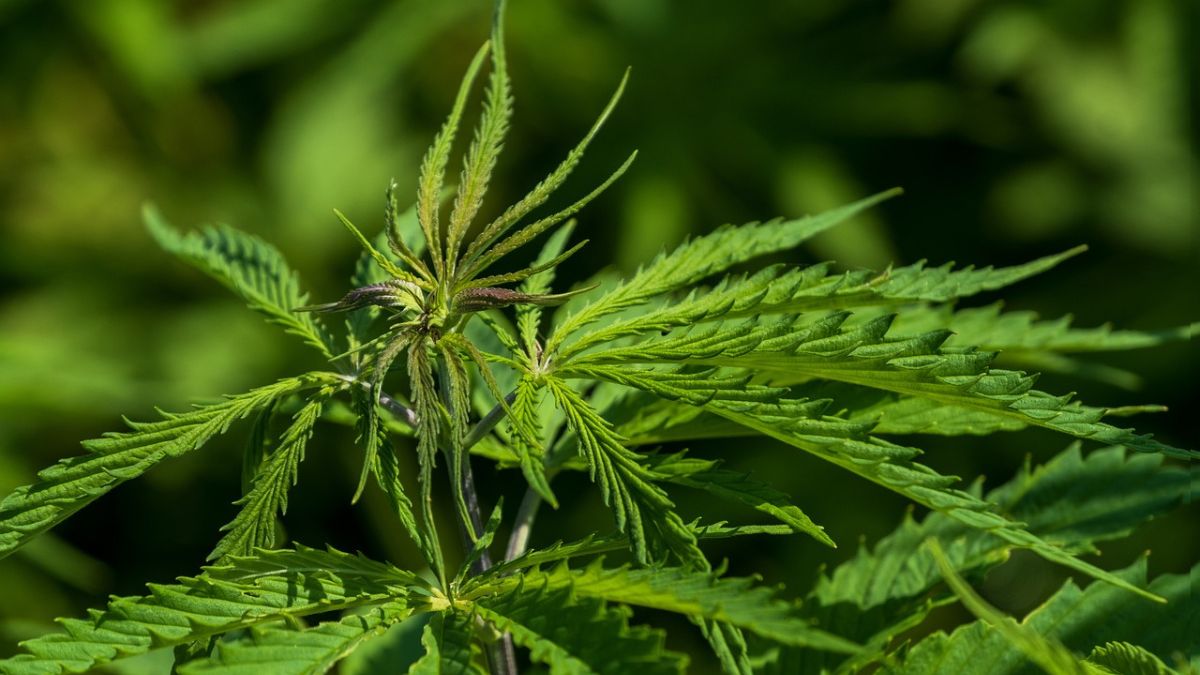 germany-legalises-possession-of-recreational-weed-adults-can-grow-3-marijuana-plants-at-home-cannabis-decriminalisation